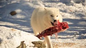 Arctic wolf hunting